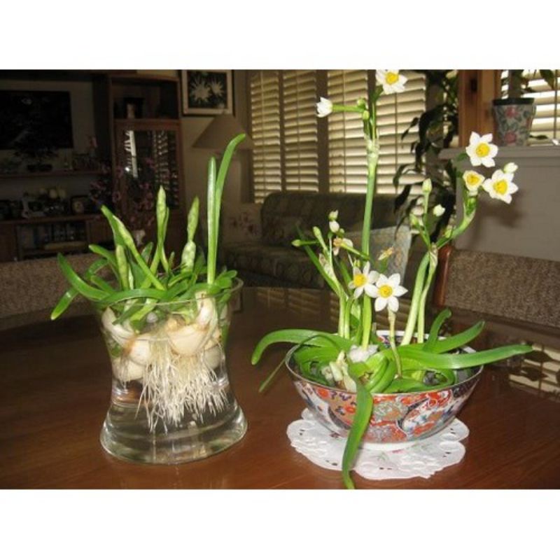 Củ hoa thủy tiên nước trồng tết