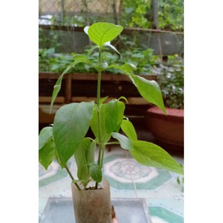 Combo 5 Cây Lá Cẩm Tím (lá tạo màu tím cho xôi -bánh-chè)