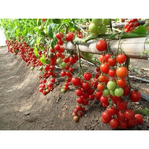 Hạt giống cà chua bi cà chua cherry sai trái gói 0,1g ( hơn 25 hạt ) giá rẻ