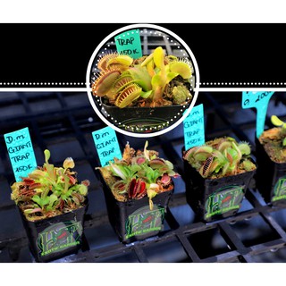 Venus flytrap D.m Giant Trap - Bẫy Kẹp Khổng Lồ của Hắc Tê Exotic Garden