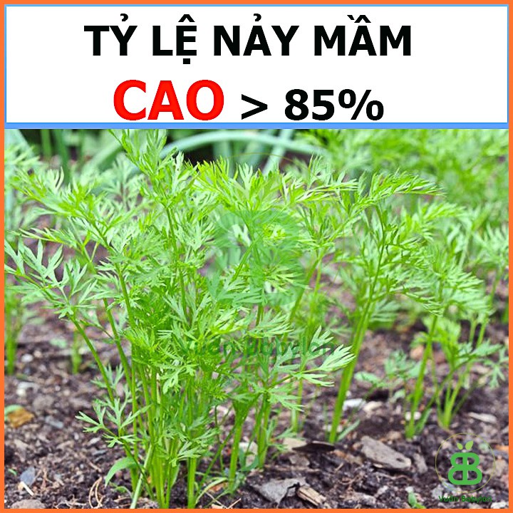 Hạt Giống Cà Rốt Củ Tròn 2Gr Nhiều Dinh Dưỡng