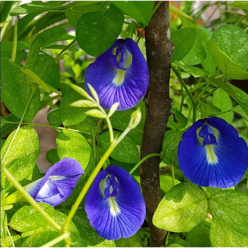 HẠT GIỐNG HOA ĐẬU BIẾC 10 HẠT