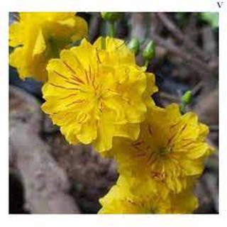Cây giống mai vàng cúc thọ hương