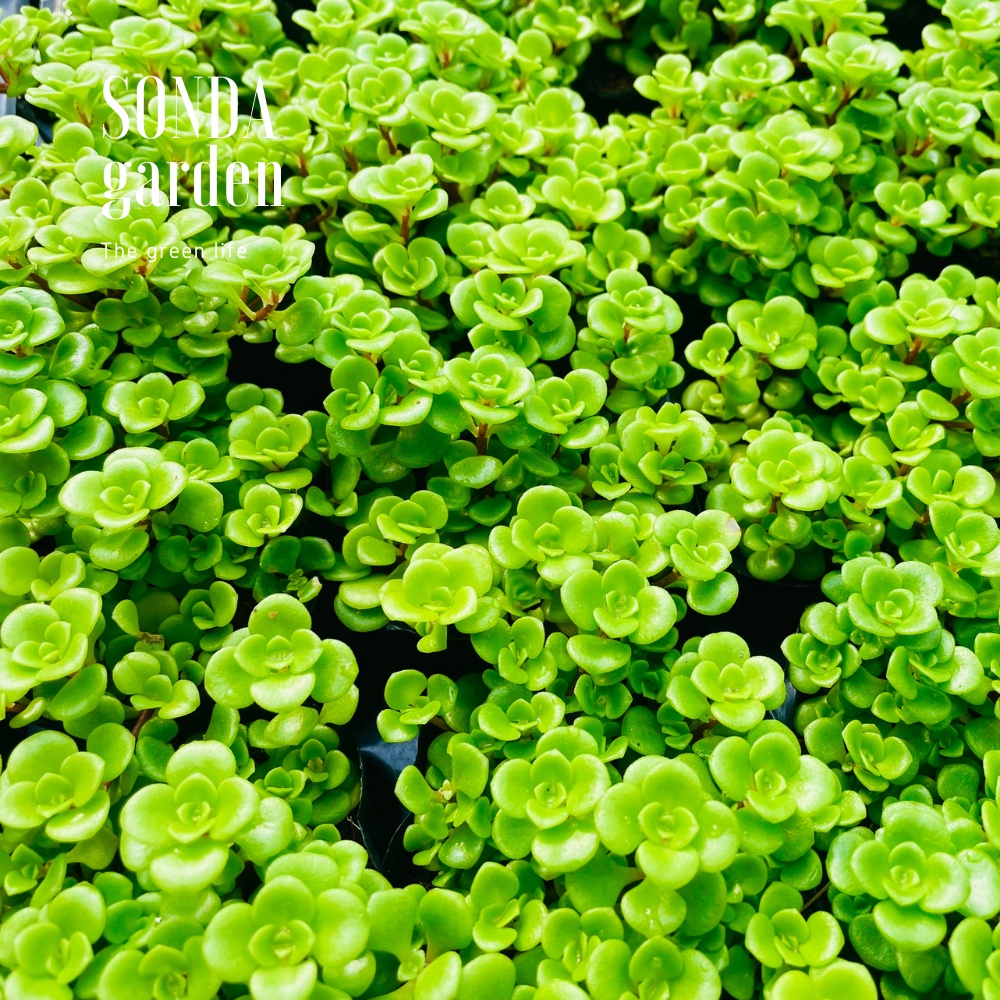 Sen đá sedum vảy cá SONDA GARDEN size bé 5-8cm, cây cảnh trang trí nhà cửa, lỗi 1 đổi 1