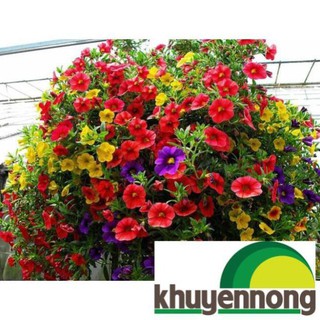 100 Hạt giống hoa triệu chuông