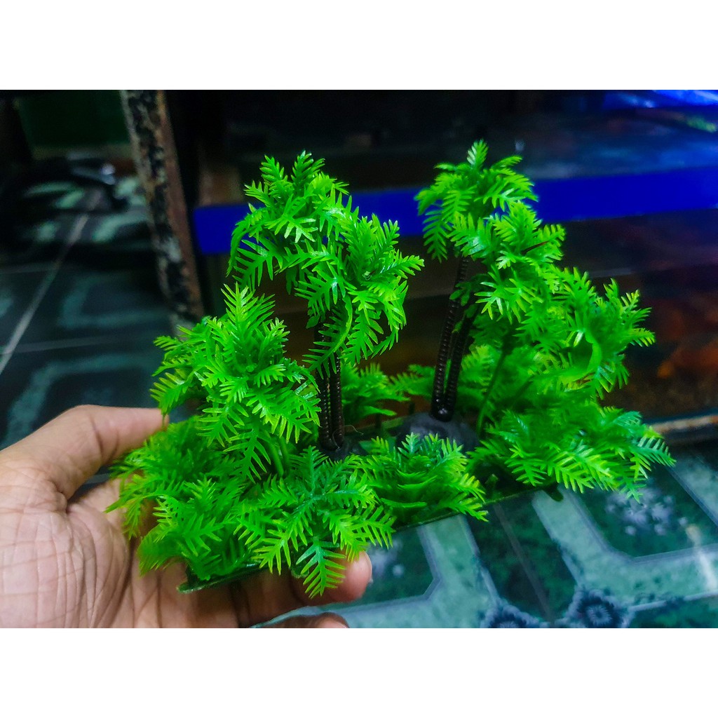 DỪA TRANG TRÍ HỒ CÁ NON BỘ 13X5X10CM