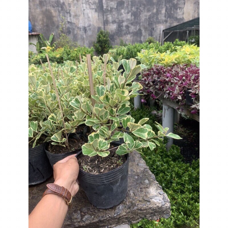Đa tam phúc để bàn