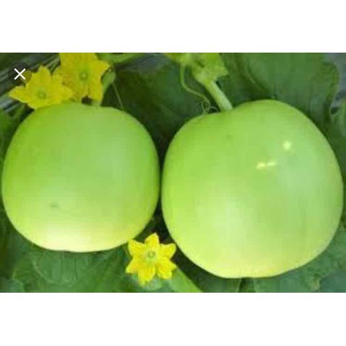 HẠT GIỐNG DƯA LÊ NGÂN HƯƠNG - GÓI 1 GRAM