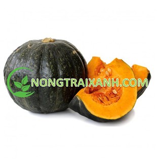 20H - HẠT GIỐNG BÍ ĐỎ DA XANH NHẬT BẢN