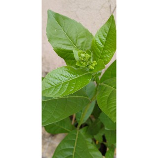 Hoa thanh điệp(hoa cánh tiên)