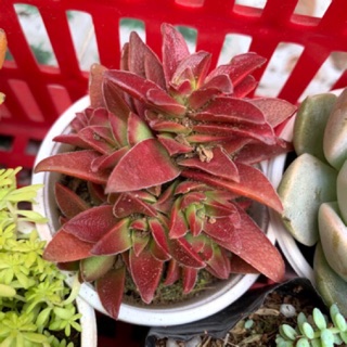 SEN ĐÁ TỨ PHƯƠNG NHÁM 🌵FREESHIP 🔥 ĐÃ THUẦN XỨ NÓNG 🌟SIU CUTE CHUẨN SIZE BẦU 🌟