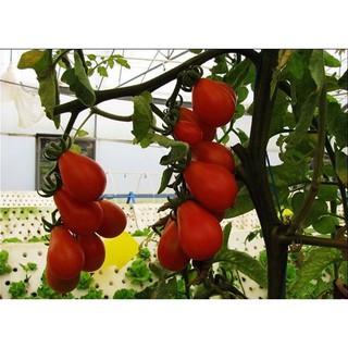 Hạt Giống Cà Chua Lê Đỏ