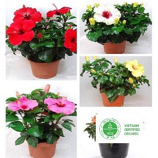 5 hạt giống dâm bụt lùn thuthuy