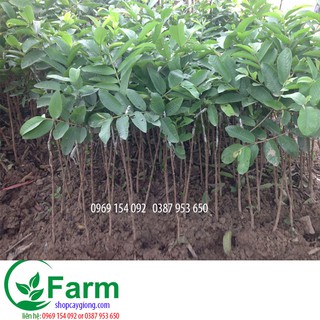 cây ổi găng