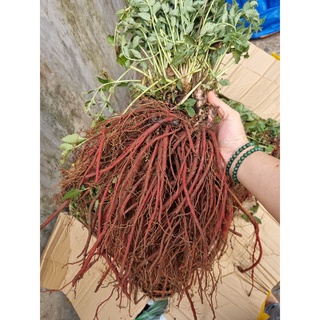 Đan sâm tươi 1kg