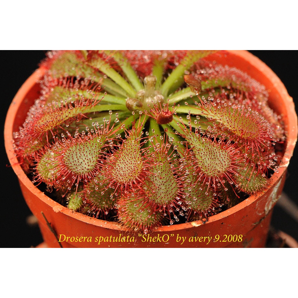 Cây gọng vó Drosera Tokainensis bắt mồi bằng keo dính