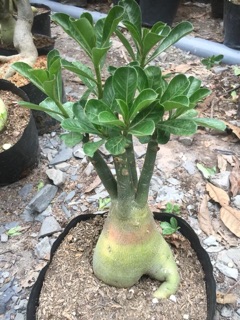 Hoa sứ tím