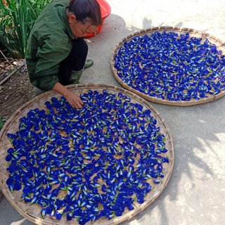 (GIÁ SỈ 1KG) TRÀ HOA ĐẬU BIẾC NHÀ TRỒNG HỮU CƠ