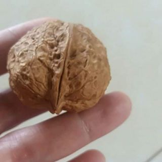 óc chó Việt