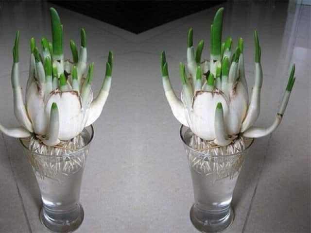 Củ hoa thủy tiên nước