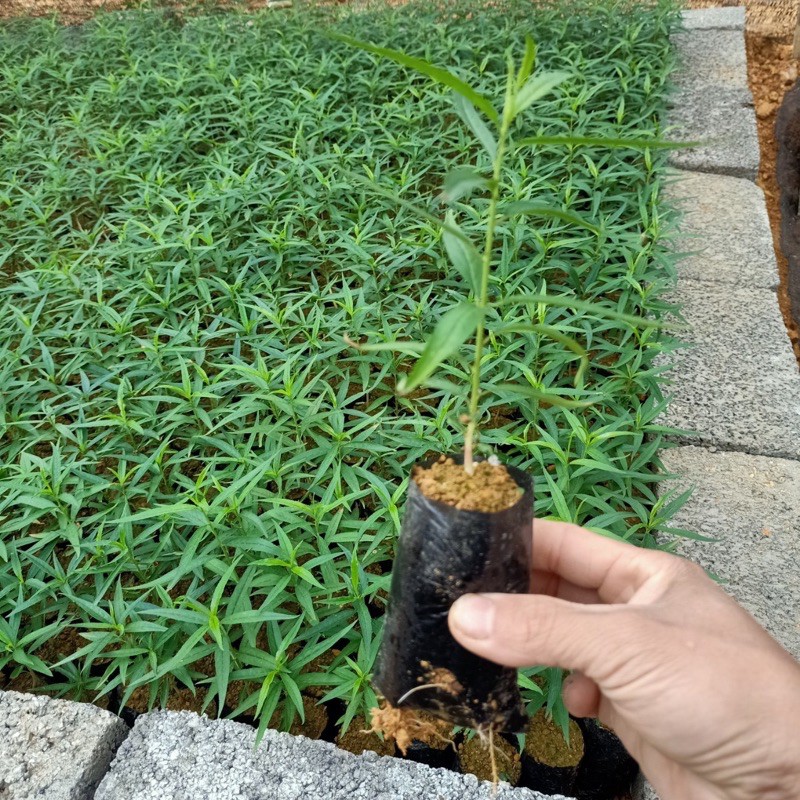 Cây đào giống