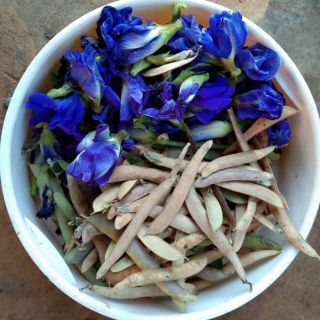 Hạt hoa đậu biếc (50 hạt )