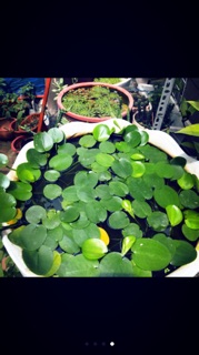 Cây thuỷ sinh- thuỷ quỳnh