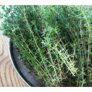 30 Hạt giống cây Xạ hương