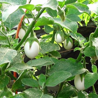 50H - HẠT GIỐNG CÀ PHÁO TRỨNG TRẮNG