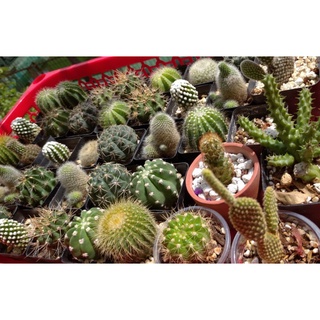 Xương rồng Echino