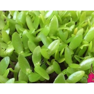 Hạt Giống Cỏ May Mắn