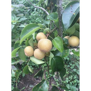 cây giống lê nâu