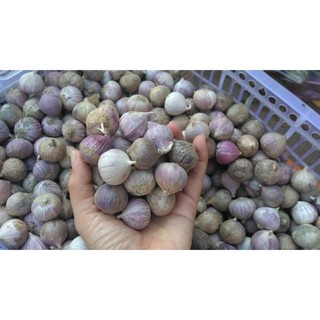 Tỏi cô đơn Điện Biên