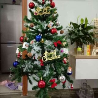 Cây thông noel