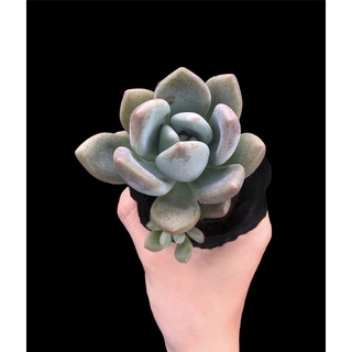 SEN ĐÁ SỎI HỒNG LÁ DÀI
