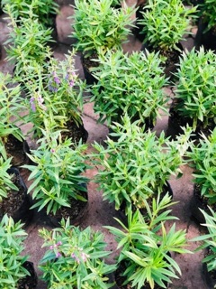 Cây violet Nhật, cây hoa singum