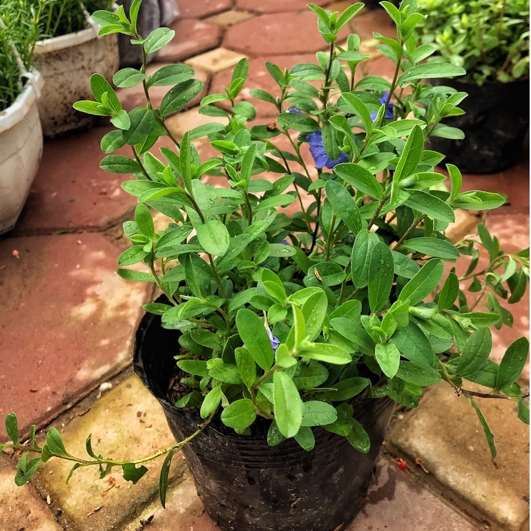 Cây hoa thanh tú, chiều cao 15-20cm nhánh sum suê hoa nở rộ dễ chăm sóc thích hợp trang trí sân vườn, ban công