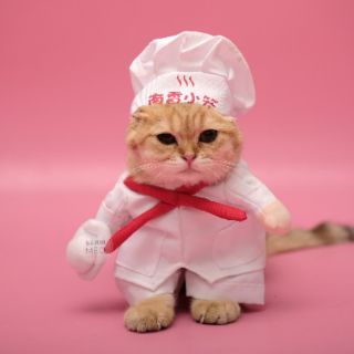 Áo chó mèo cosplay đầu bếp A60