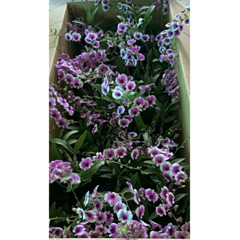 Hoa lan Dendro Mini Yaya chậu lớn_ Đang hoa và nụ