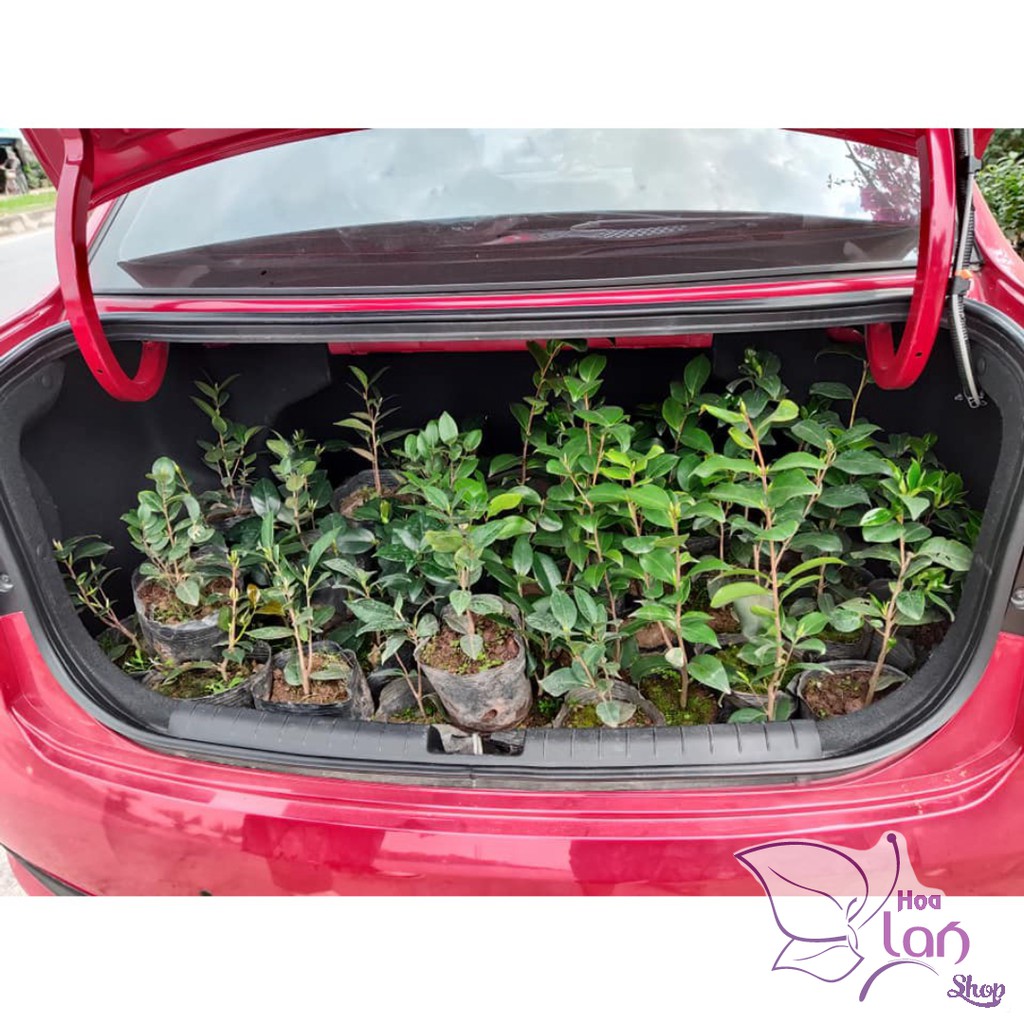 Trà My Cổ 🌸FREESHIP🌸 BẠCH TRÀ - CUNG ĐÌNH HỒNG - THÂM BÁT DIỆN