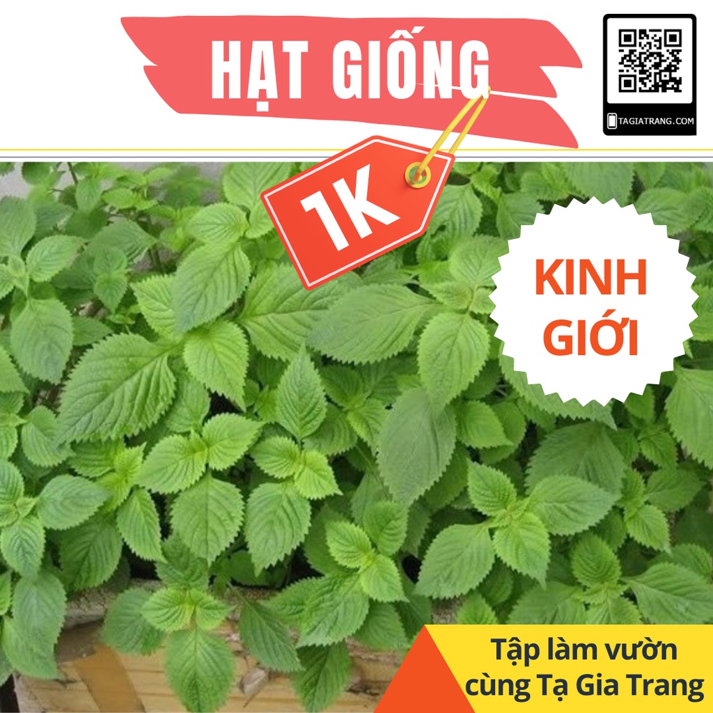 Deal 1K - 50 Hạt giống rau kinh giới - Tập làm vườn cùng Tạ Gia Trang