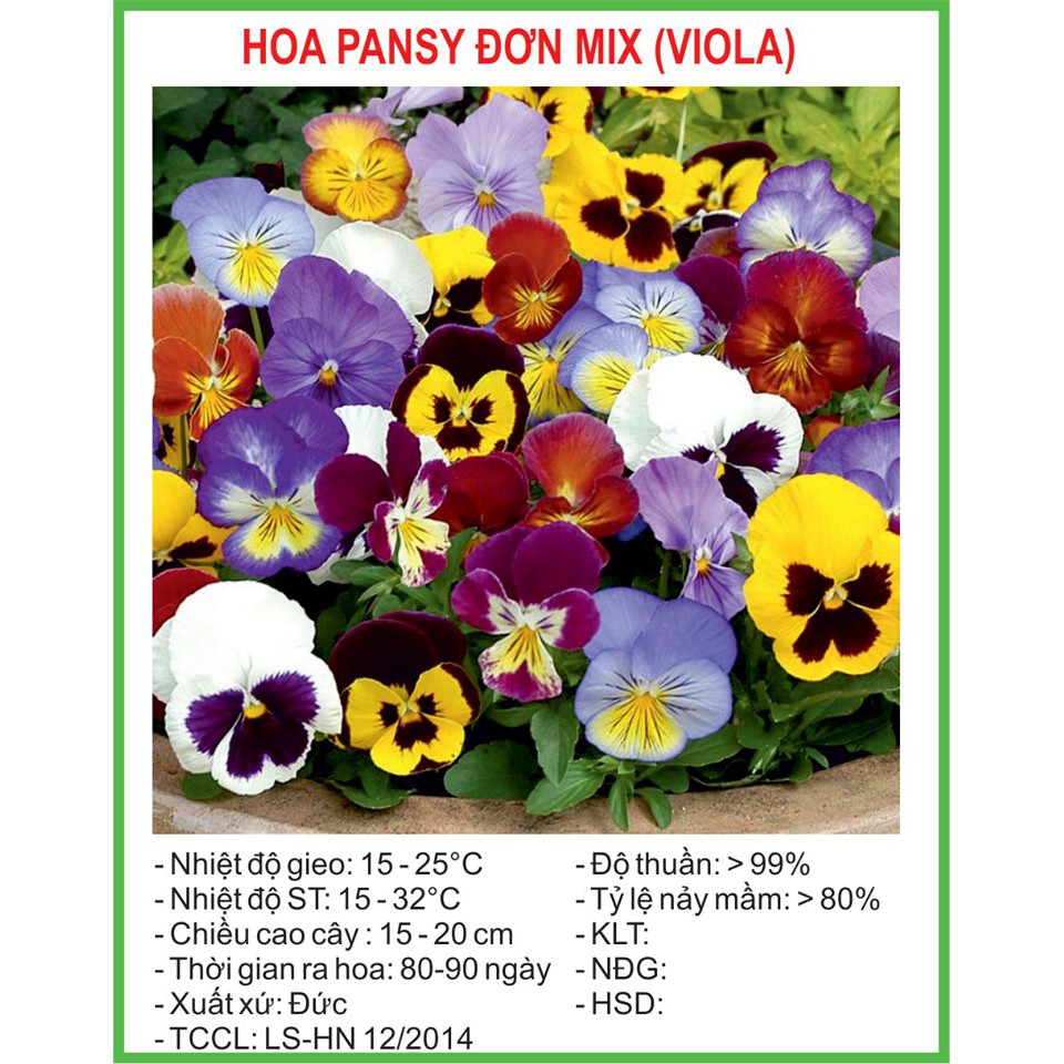 Hạt Giống Hoa pansy đơn Mix 50 Hạt/ Gói golden seed