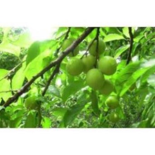 CÂY GIỐNG MƠ