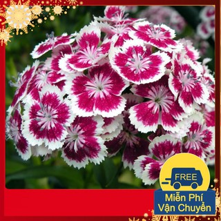 Hạt Giống Hoa Cẩm Chướng Chùm