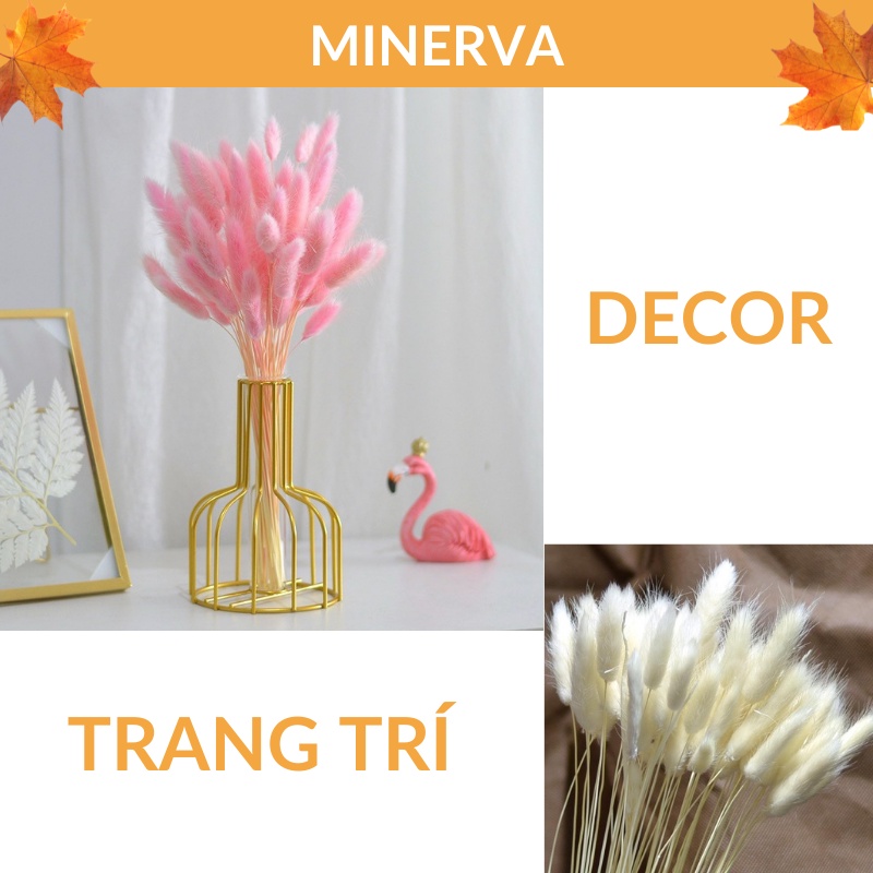[TRANG TRÍ]  Cỏ đuôi thỏ - cỏ khô Bunny Tails decor, trang trí nhà cửa, phụ kiện chụp ảnh