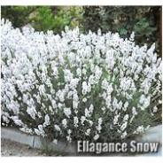 Hạt hoa oải hương tuyết (Ellagance Snow Lavender) 30 hạt
