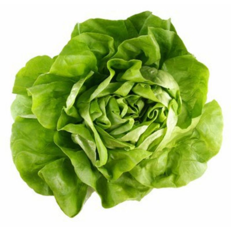 🌳🌳hạt giống xà lách hoa hồng cuộn dòn  💥SALE LỚN💥 chất lượng cao