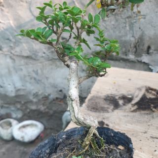 Sam hương siêu mini