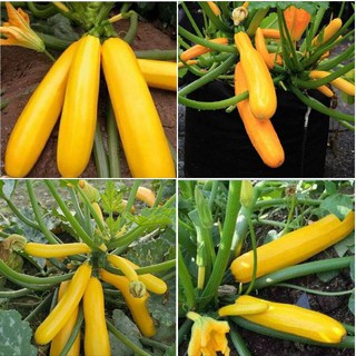 20 Hạt giống bí ngồi vàng (Kèm kích thích hạt nảy mầm)