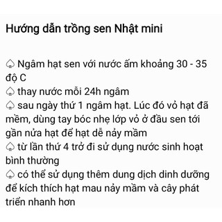 Sen Nhật Mini Đã Cắt Đầu Hạt